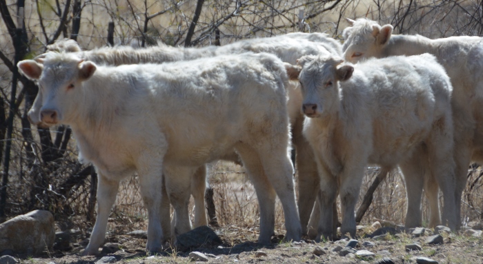 Cattle owned by a local rancher